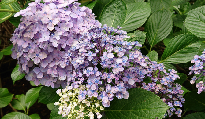 (日本語) ６月のお花