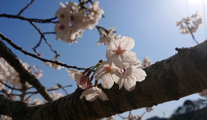 (日本語) 今週末のブライダルフェアご案内