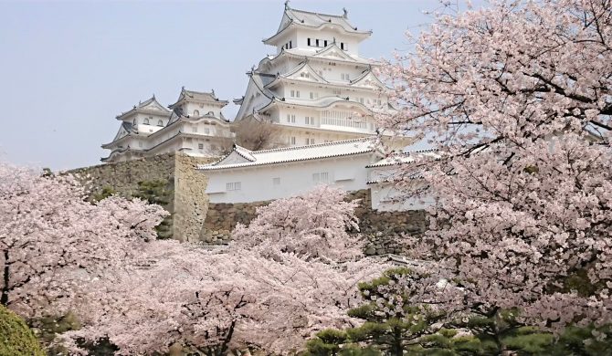桜の季節
